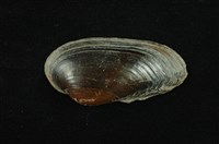 藏品(石蚌)的圖片